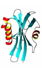 Tipos de proteínas: Estructura de las proteínas